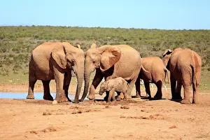 Addo: African elephants (Loxodonta africana), adult and