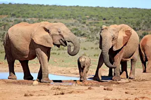 Addo: African elephants (Loxodonta africana), adult and