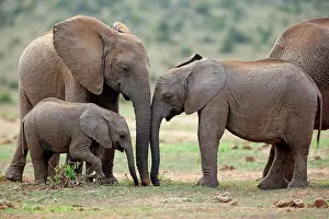 Addo: African elephants (Loxodonta africana), adult and