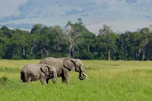 Narok: African elephants (Loxodonta africana), adult and