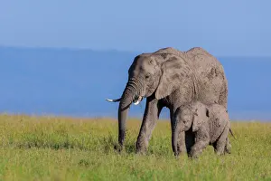Company: African elephants (Loxodonta africana), adult with