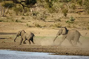 Chasing: African Elephants (Loxodonta africana) chasing