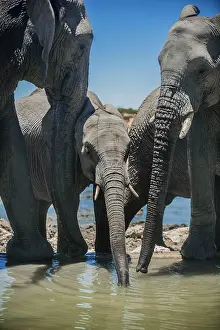 Thirst: African elephants (Loxodonta africana) drinking