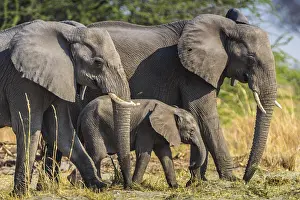 Okavango: African elephants (Loxodonta africana), elephant