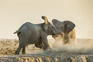 Trunked: African elephants (Loxodonta africana) fight, Nxai