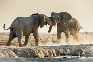 Trunked: African elephants (Loxodonta africana) fighting