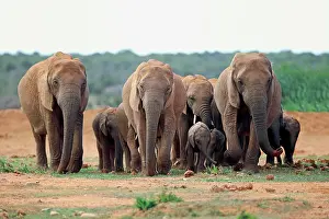 Addo: African elephants (Loxodonta africana), herd with
