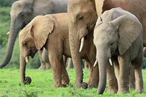 Kariega: African elephants (Loxodonta africana), Kariega