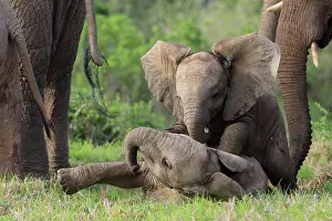 Kariega: African elephants (Loxodonta africana), Kariega