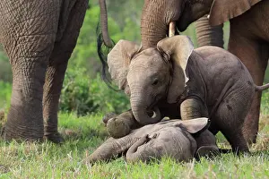 Kariega: African elephants (Loxodonta africana), Kariega
