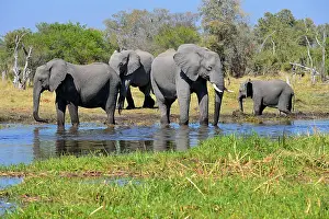 Okavango: African elephants (Loxodonta africana) at Khwai