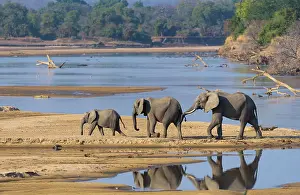 Trunked: African elephants (Loxodonta africana) at the Luangwa