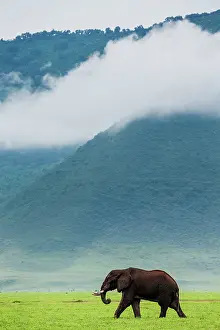 Tusk: African elephants (Loxodonta africana) in the Ng
