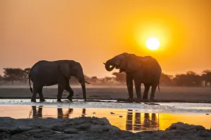 Nxai: Two African elephants (Loxodonta africana) at sunset