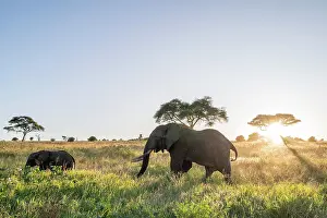 Nosed: African elephants (Loxodonta africana) at sunset