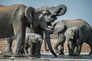 Nosed: African elephants (Loxodonta africana) with young