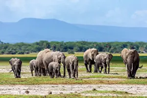 Amboseli: African Elephants in the Marsh area in Amboseli