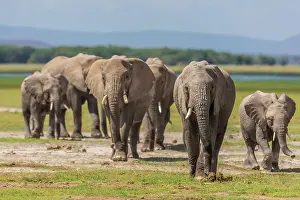 Amboseli: African Elephants in the Marsh area in Amboseli