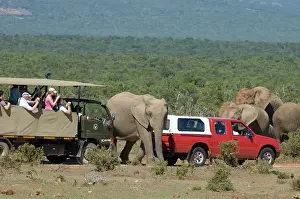 Closely: African Elephants mingling closely with tourist vehicles