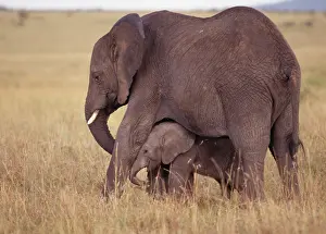 Size: African Elephants - Mother & Baby