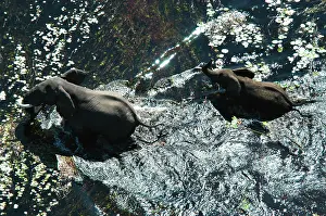 Deltas: African Elephants - Mother & Calf in water