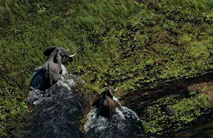 Deltas: African Elephants - Mother & Calf in water