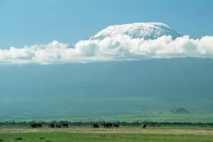 Kilimanjaro: AFRICAN ELEPHANTS - with Mount Kilimanjaro in distance