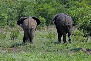 Away: African Elephants after mudbath walking away 0497