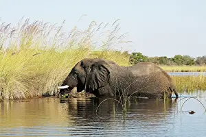 Oxyotis: African Elephants in Okawango river