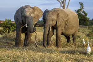 Pejeta: African Elephants playing in Ol Pjeta, Laikipia
