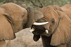 Twist: African Elephants at Samburu NP, Kenya