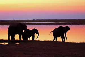 Oxyotis: African elephants at sunset