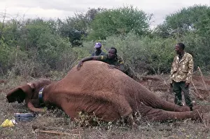 African Elephants - Translocation from Mwea NR