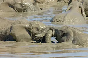 Wrestling: African Elephants trunk-wrestling while playing in waterhole