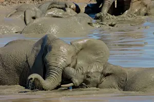 Wrestling: African Elephants trunk-wrestling while playing in waterhole