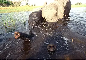 Washing: African ELEPHANTS - two, bathing