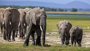 161018: African Elephants walking in Amboselli National