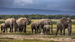 161018: African Elephants walking in Amboselli National