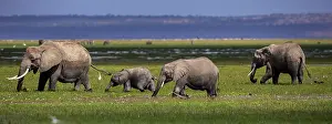 161018: African Elephants walking inthe marsh Amboselli
