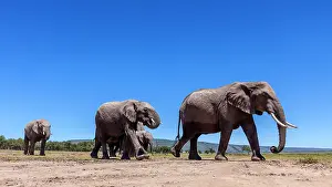 Herbivorous: African elephants walking in Masai Mara