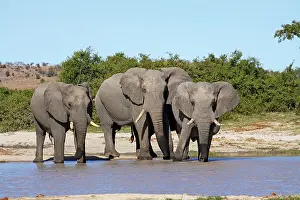 Oxyotis: African Elephants at waterhole