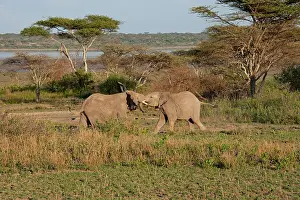 Jousting: African Elephants - young bulls jousting