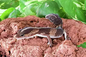 Terrarium: African Fat-tailed Gecko