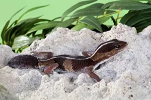 Terrarium: African Fat-tailed Gecko