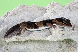 Terrarium: African Fat-tailed Gecko