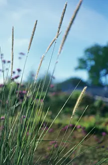 Pennisetum: African Feather Grass