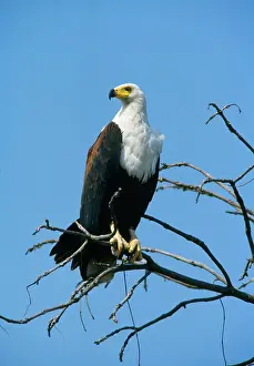 Vocifer: African Fish Eagle