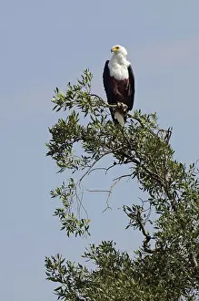 Vocifer: African Fish Eagle