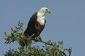 Vocifer: African Fish Eagle