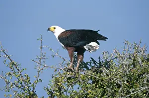 Treetop: African Fish Eagle
